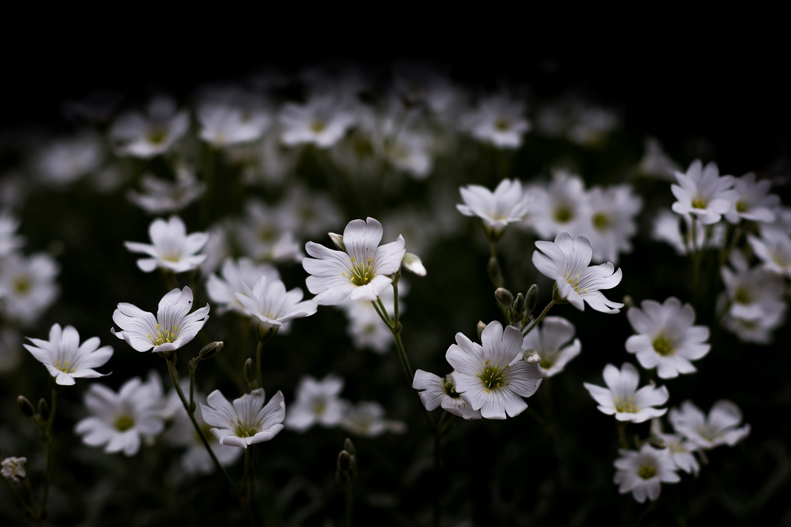 photography, Nature, Macro, Flowers, White flowers, Dark, Artificial