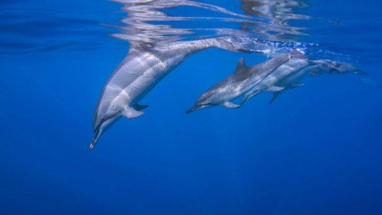 photography, Nature, Dolphin, Water, Sea, Transparent background, Sunlight HD Wallpaper Desktop Background