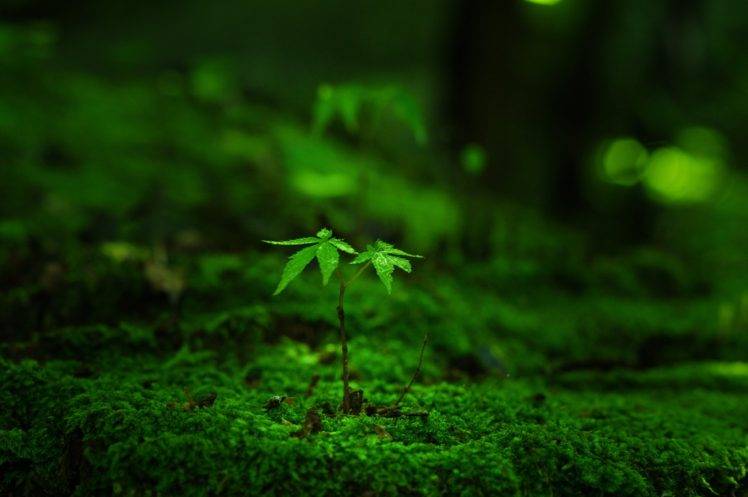 macro, Moss, Grass, Plants, Leaves, Blurred, Bokeh, Tiny, Water drops HD Wallpaper Desktop Background