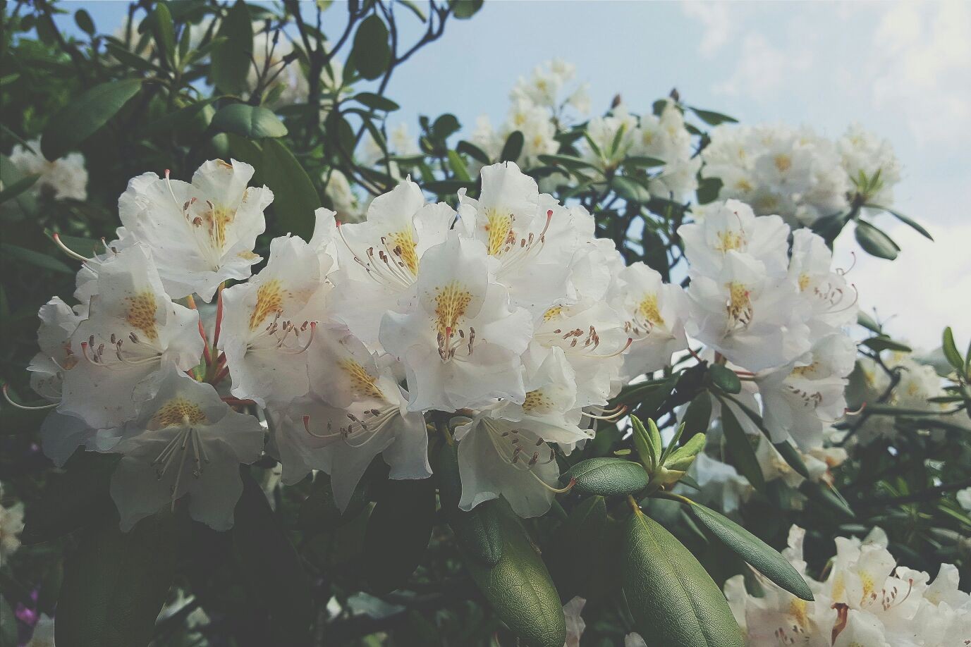 flowers, White, Summer Wallpaper