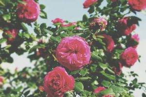 rose, Pink, Summer, Leaves, Plants