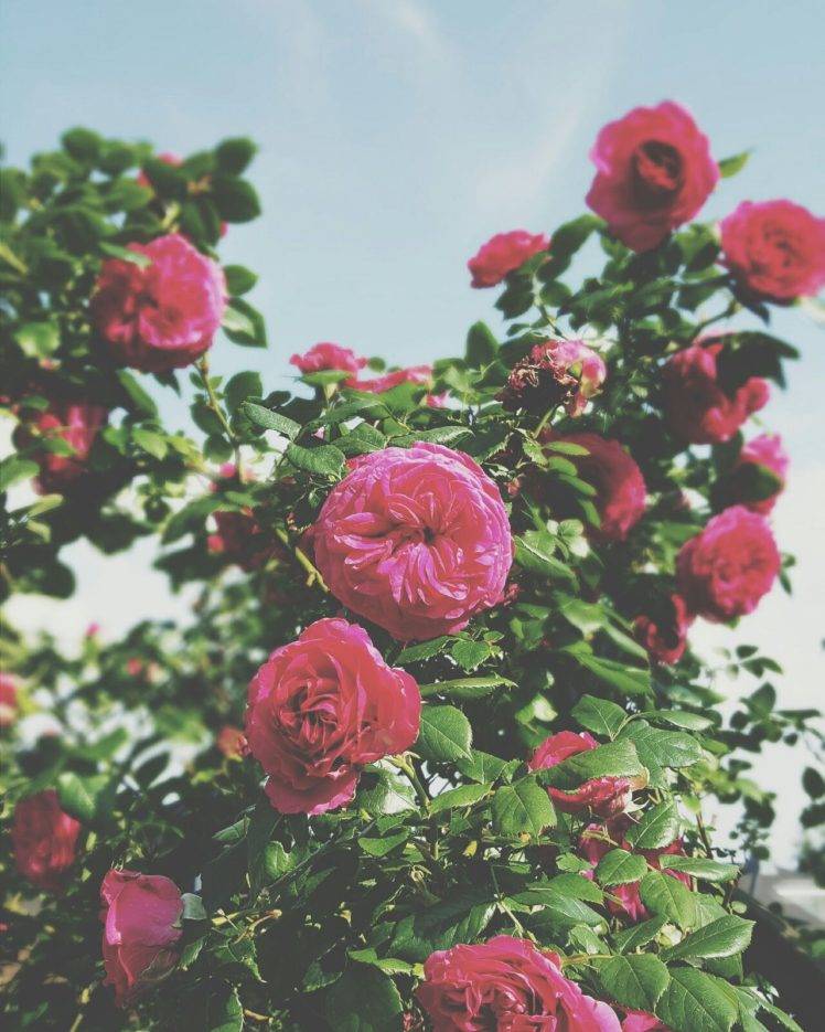 rose, Pink, Summer, Leaves, Plants HD Wallpaper Desktop Background