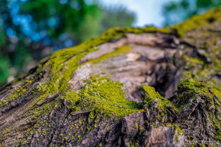 macro, Wood, Bokeh, Moss, Blurred, Nature HD Wallpaper Desktop Background