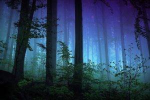 dark, Forest, Nature, Trees