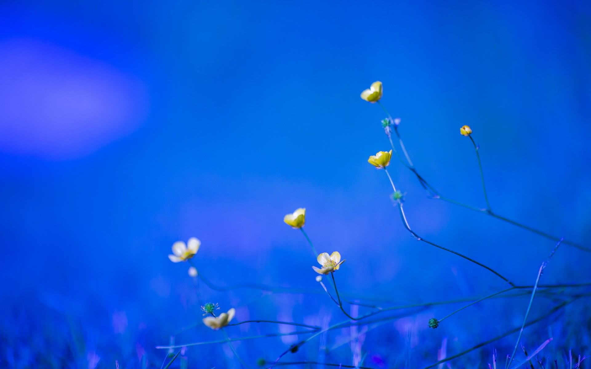 plants, Macro Wallpaper