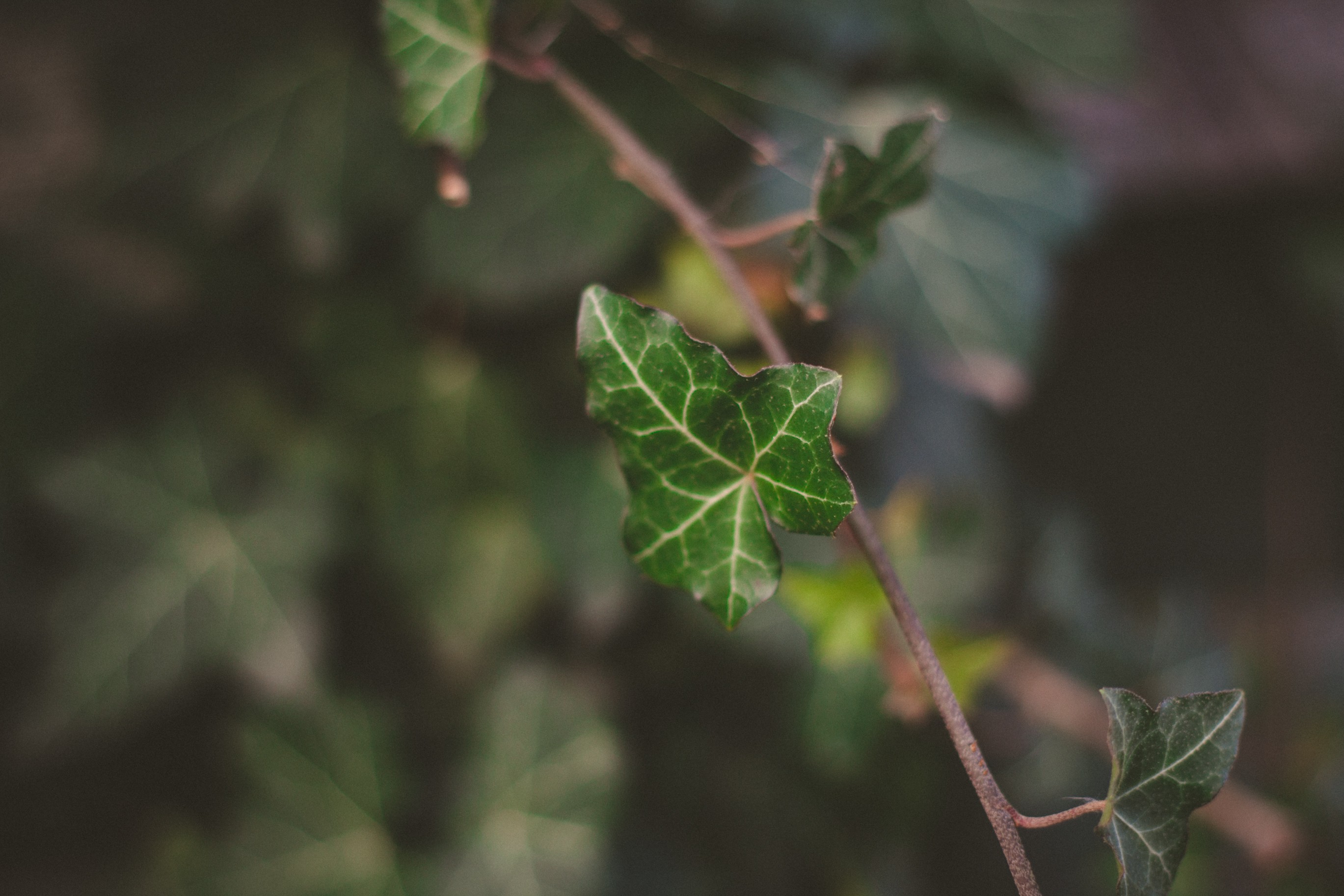 macro, Plants Wallpaper