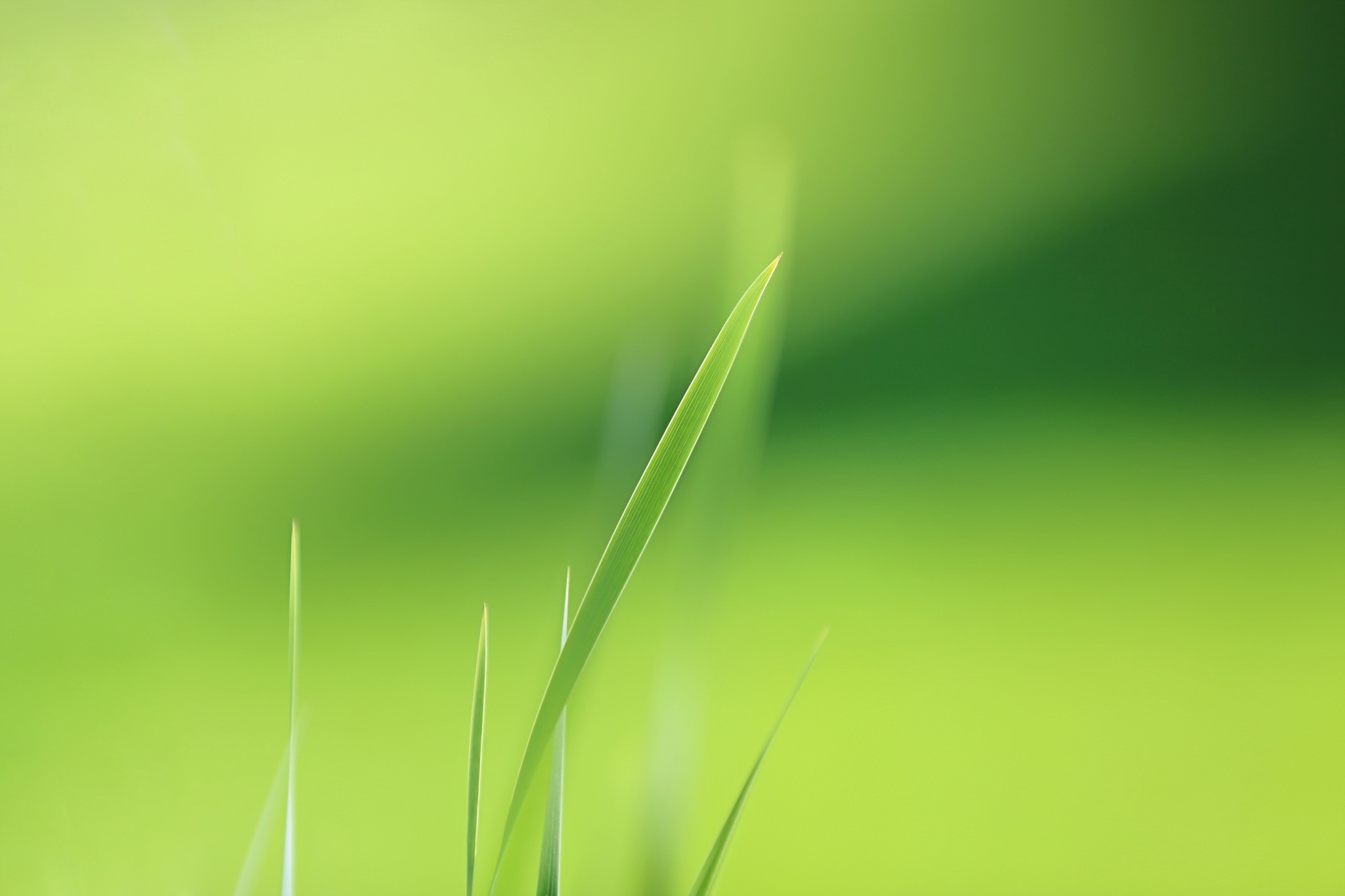 grass, Plants Wallpaper