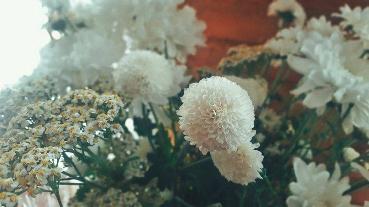 flowers, Plants, White flowers HD Wallpaper Desktop Background