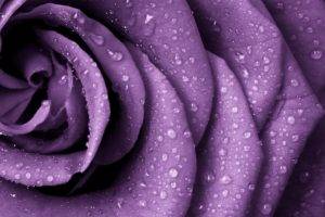 purple, Rose, Nature, Closeup, Rain, Flowers, Water drops, Macro