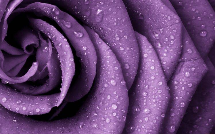 purple, Rose, Nature, Closeup, Rain, Flowers, Water drops, Macro HD Wallpaper Desktop Background