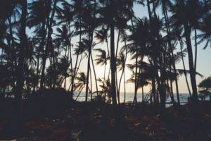 trees, Palm trees, Sea, Nature