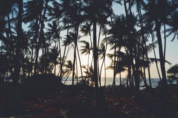 trees, Palm trees, Sea, Nature HD Wallpaper Desktop Background