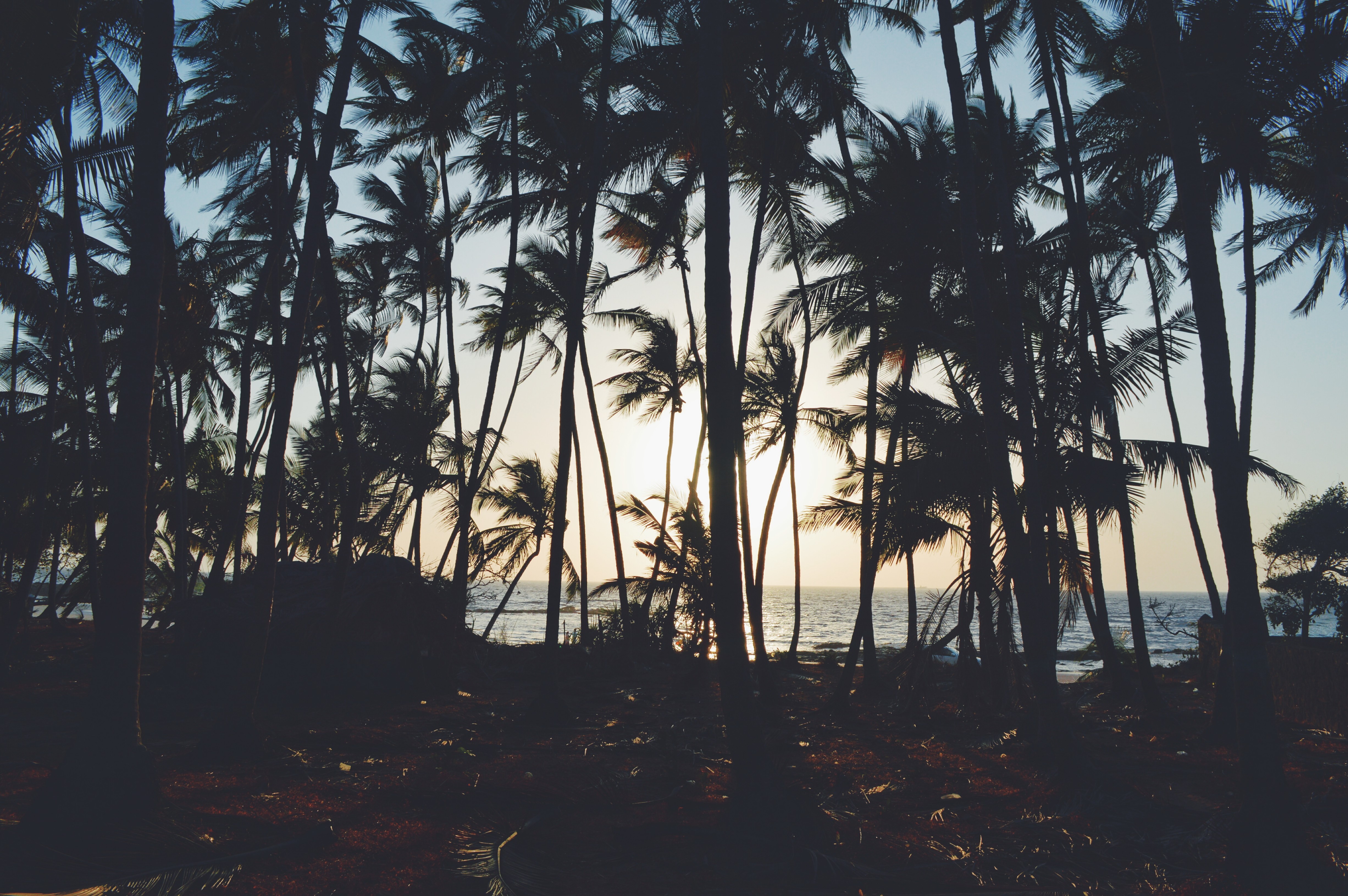 trees, Palm trees, Sea, Nature Wallpaper