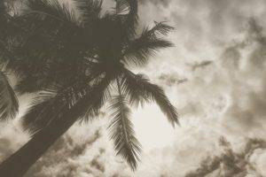 forest, Trees, Palm trees, Nature, Clouds