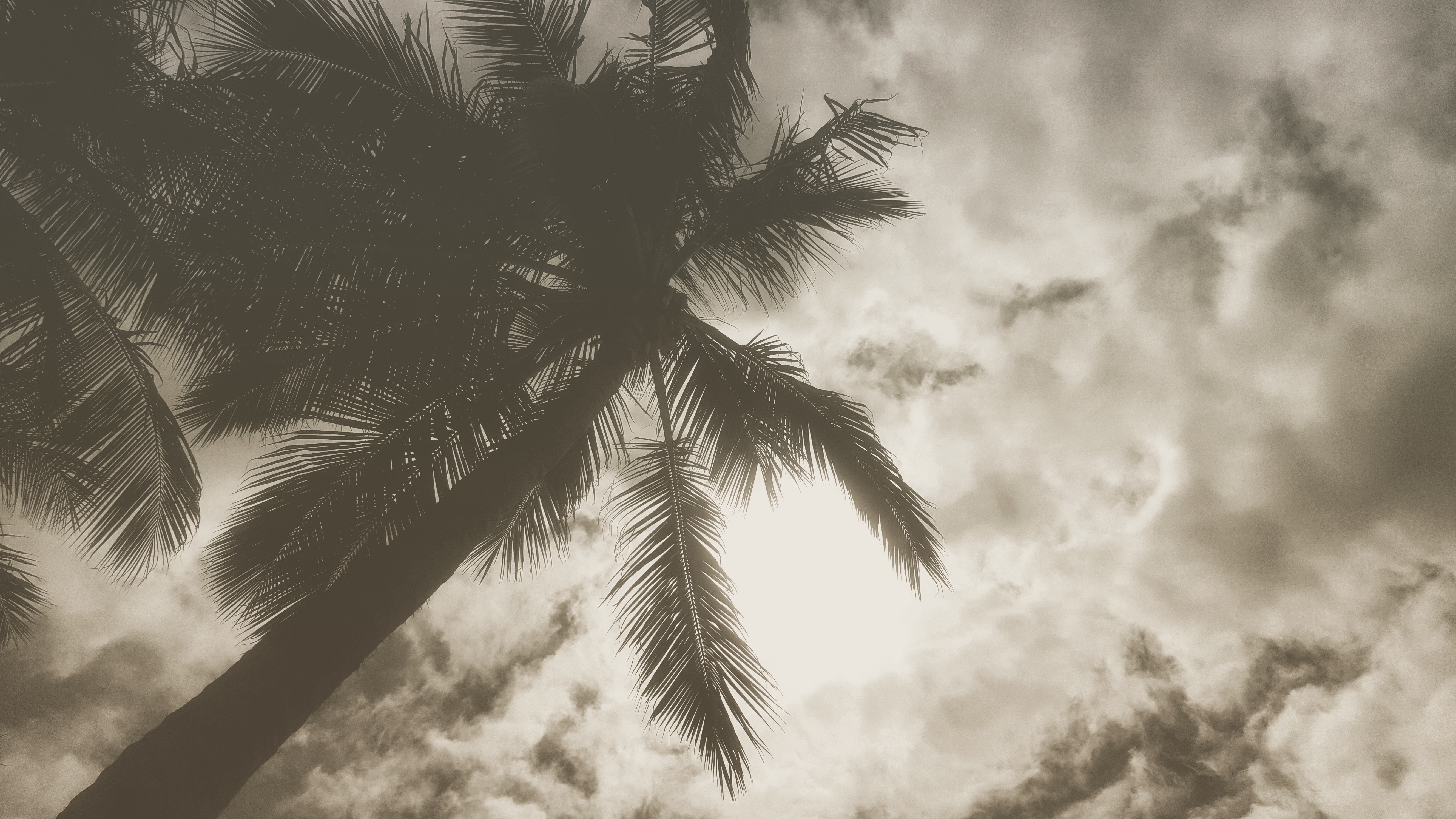 forest, Trees, Palm trees, Nature, Clouds Wallpaper