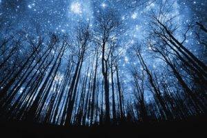 stars, Trees, Forest