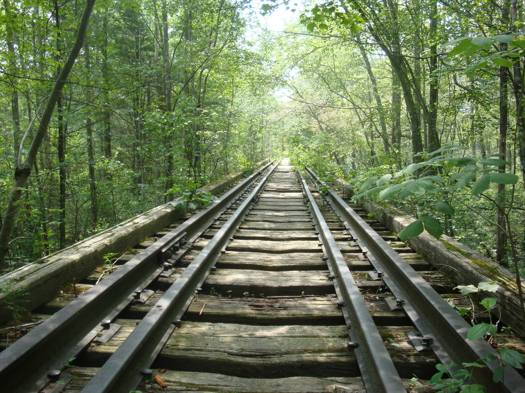 nature, Path, Railroad track, Forest Wallpaper