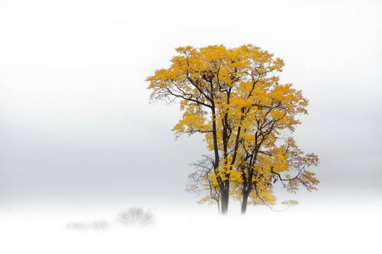 plants, Trees, Snow HD Wallpaper Desktop Background