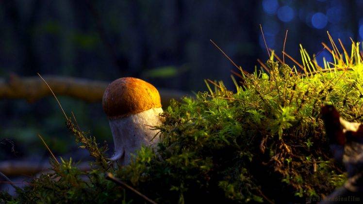 plants, Mushroom HD Wallpaper Desktop Background