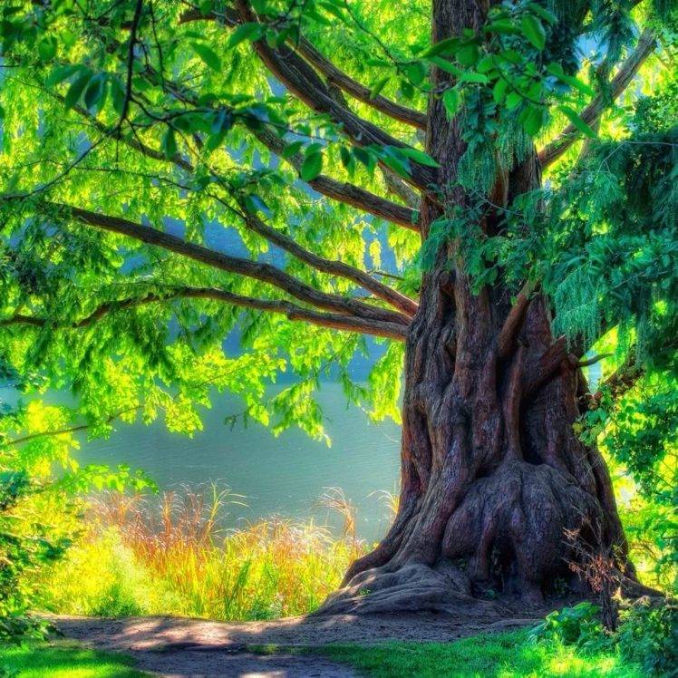 nature, Trees HD Wallpaper Desktop Background