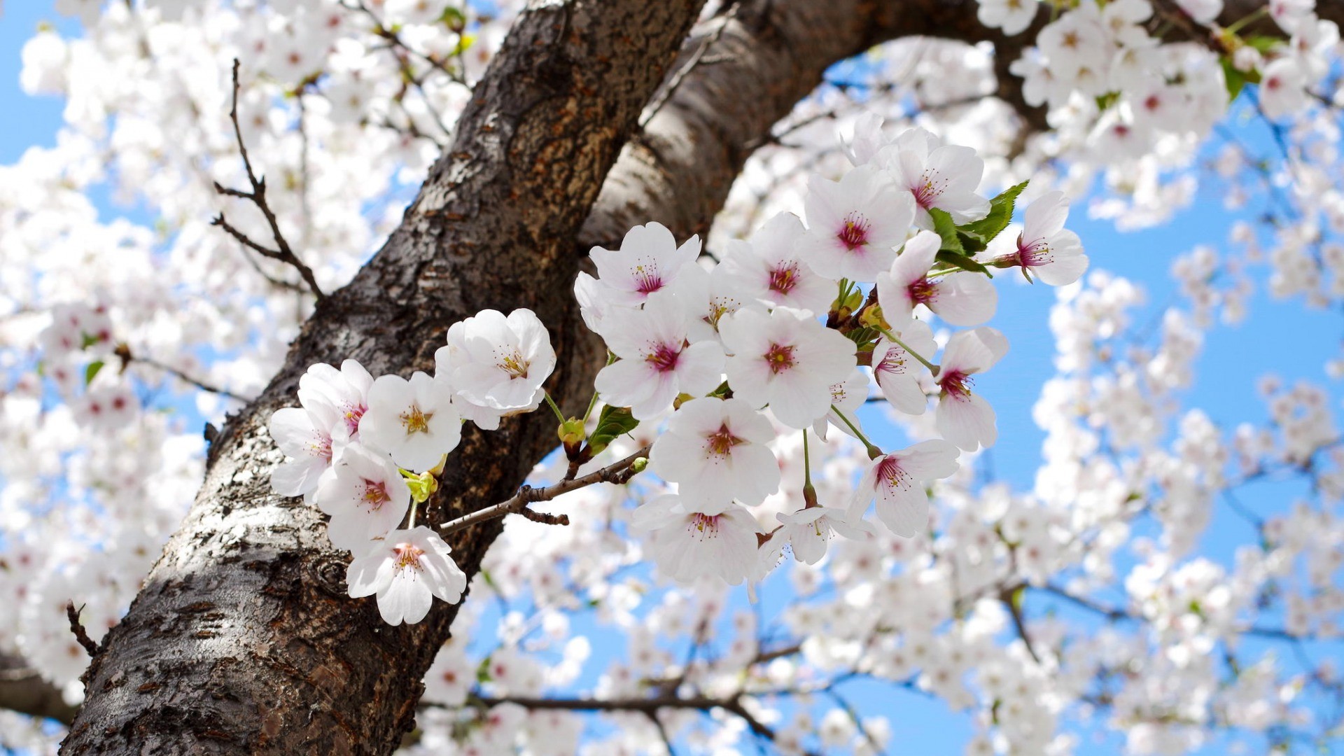 spring, Flowers, Nature, Plants, Trees Wallpapers HD / Desktop and