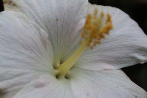 flowers, Closeup