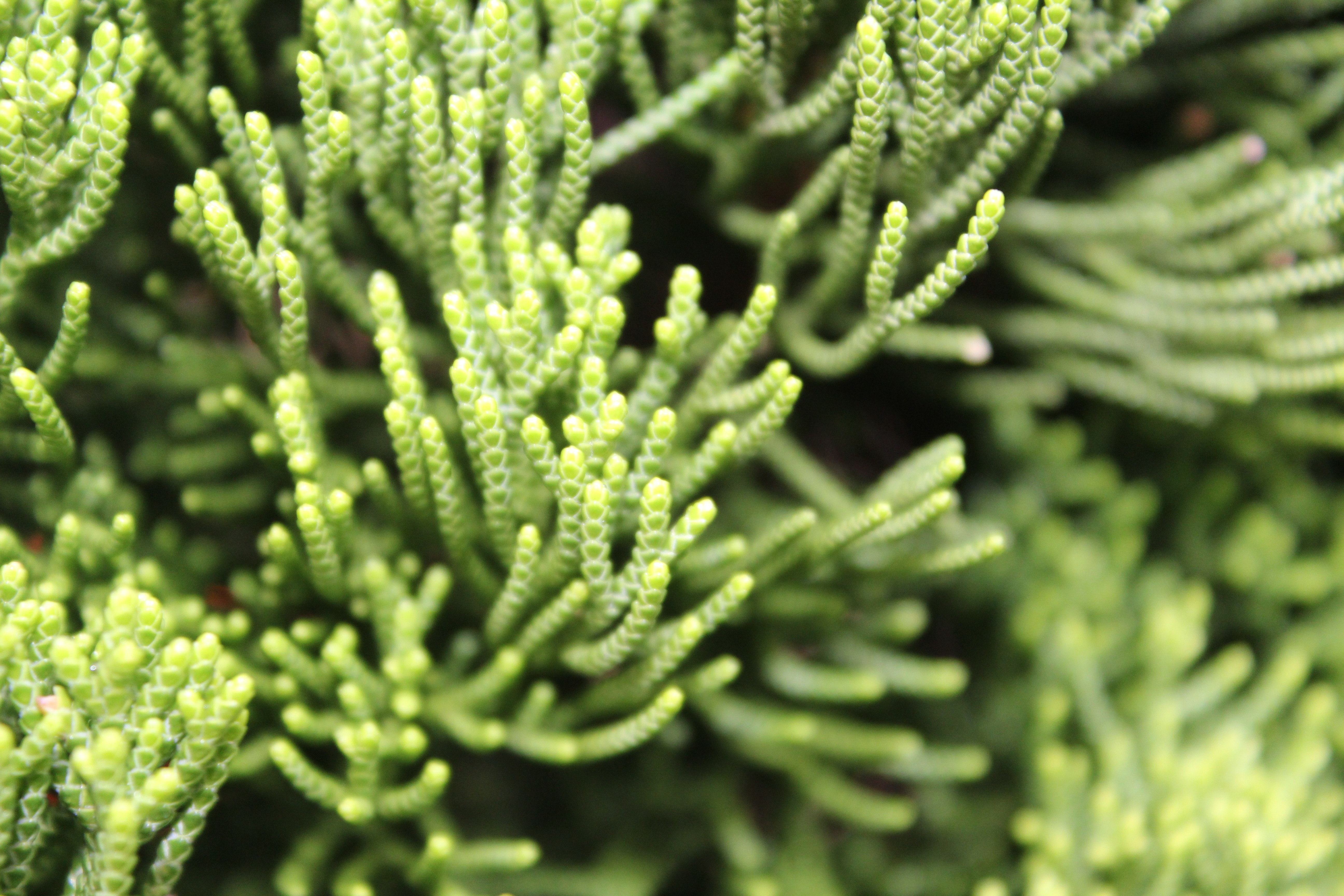 plants Wallpaper