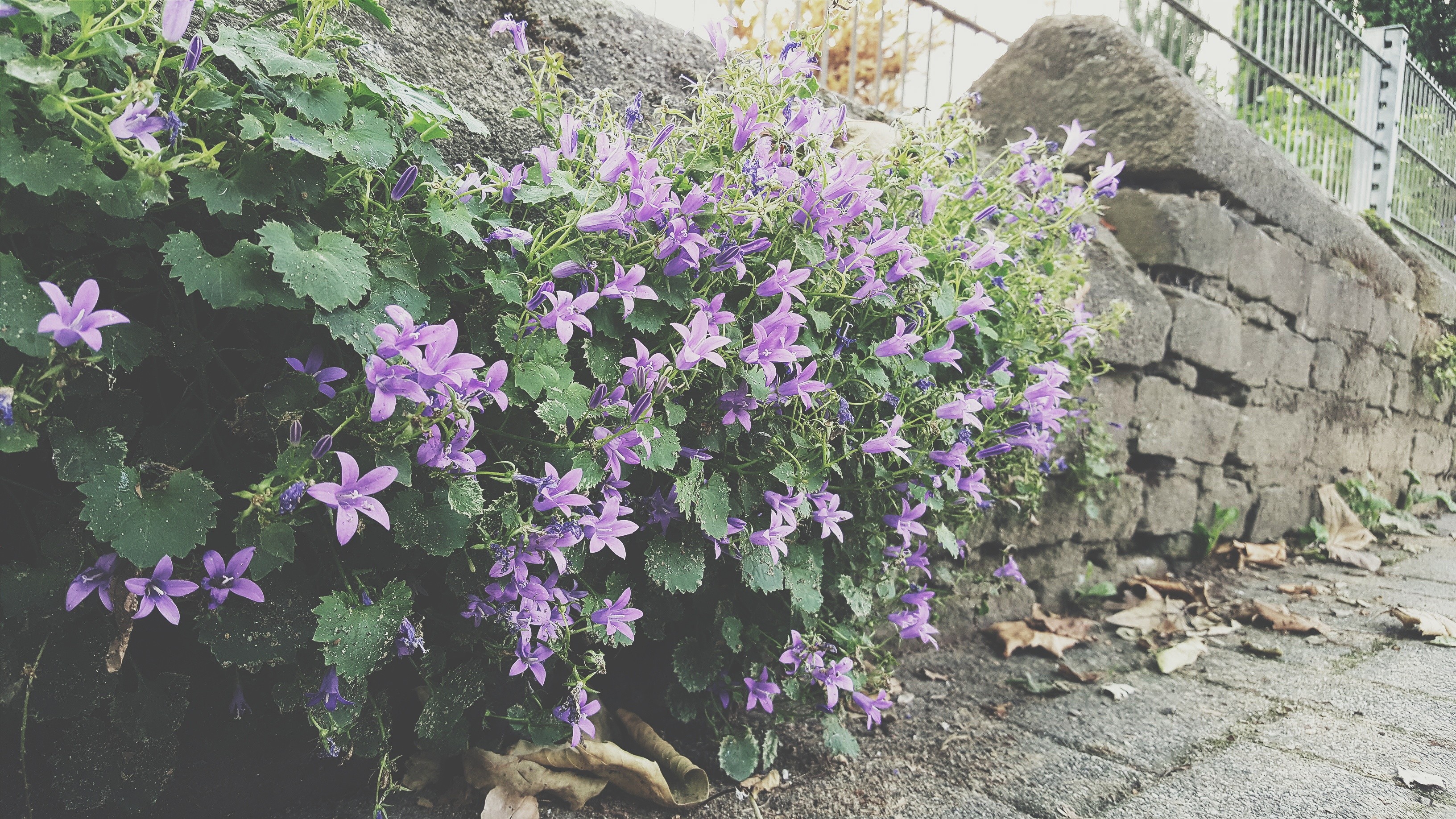 plants Wallpaper