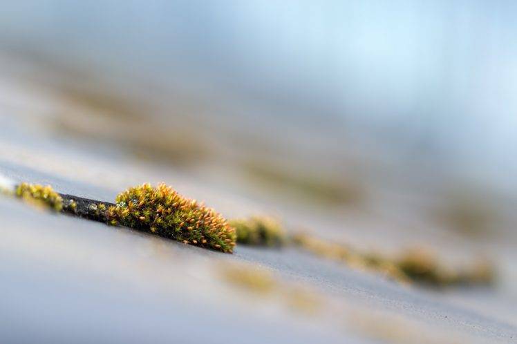 photography, Nature, Macro, Blurred, Moss, Grass, Water HD Wallpaper Desktop Background