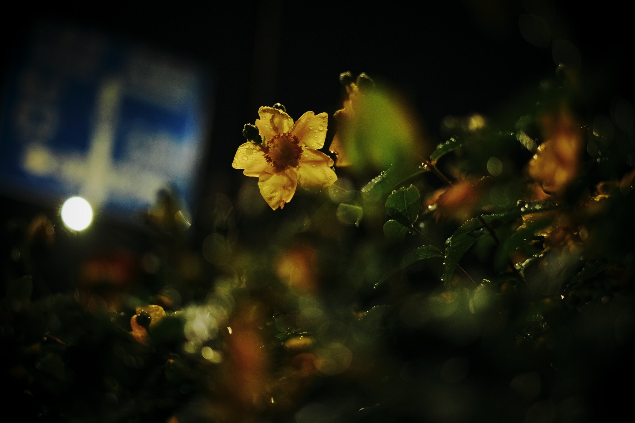 photography, Nature, Macro, Lights, Flowers, Leaves, Plants, Bokeh, Yellow flowers, Water drops Wallpaper