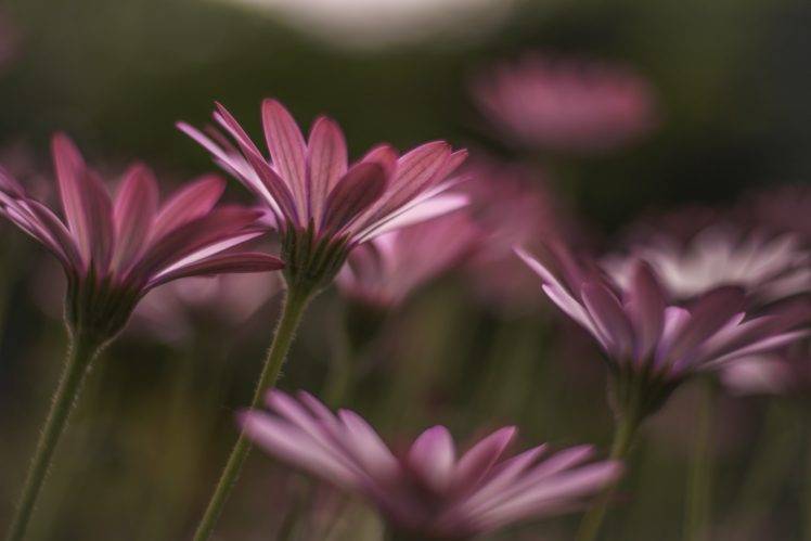 photography, Nature, Flowers, Macro, Pink flowers HD Wallpaper Desktop Background