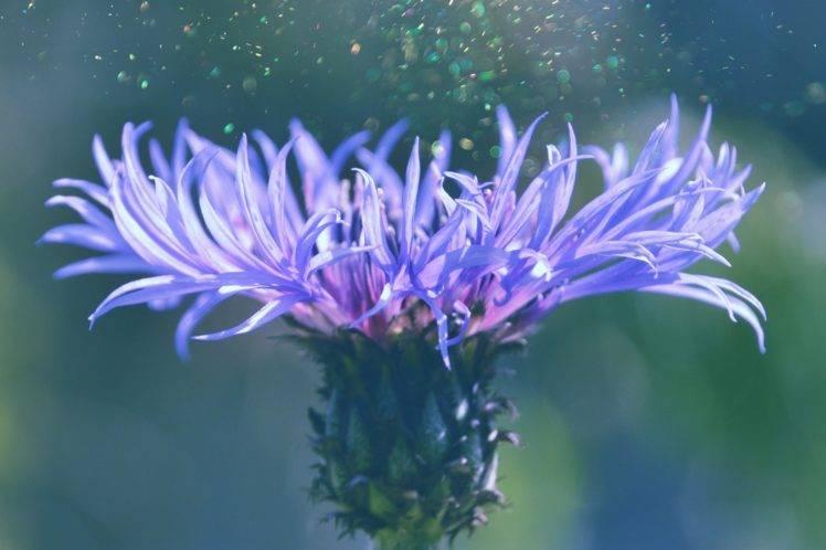 photography, Nature, Flowers, Macro, Purple flowers, Bokeh HD Wallpaper Desktop Background