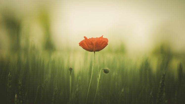 photography, Macro, Red flowers, Blurred, Plants, Leaves HD Wallpaper Desktop Background