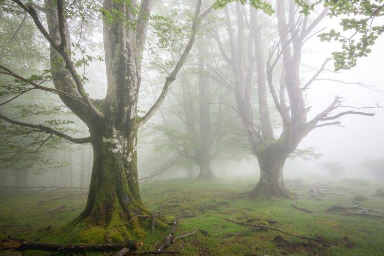 photography, Trees, Mist, Moss, Grass, Leaves HD Wallpaper Desktop Background