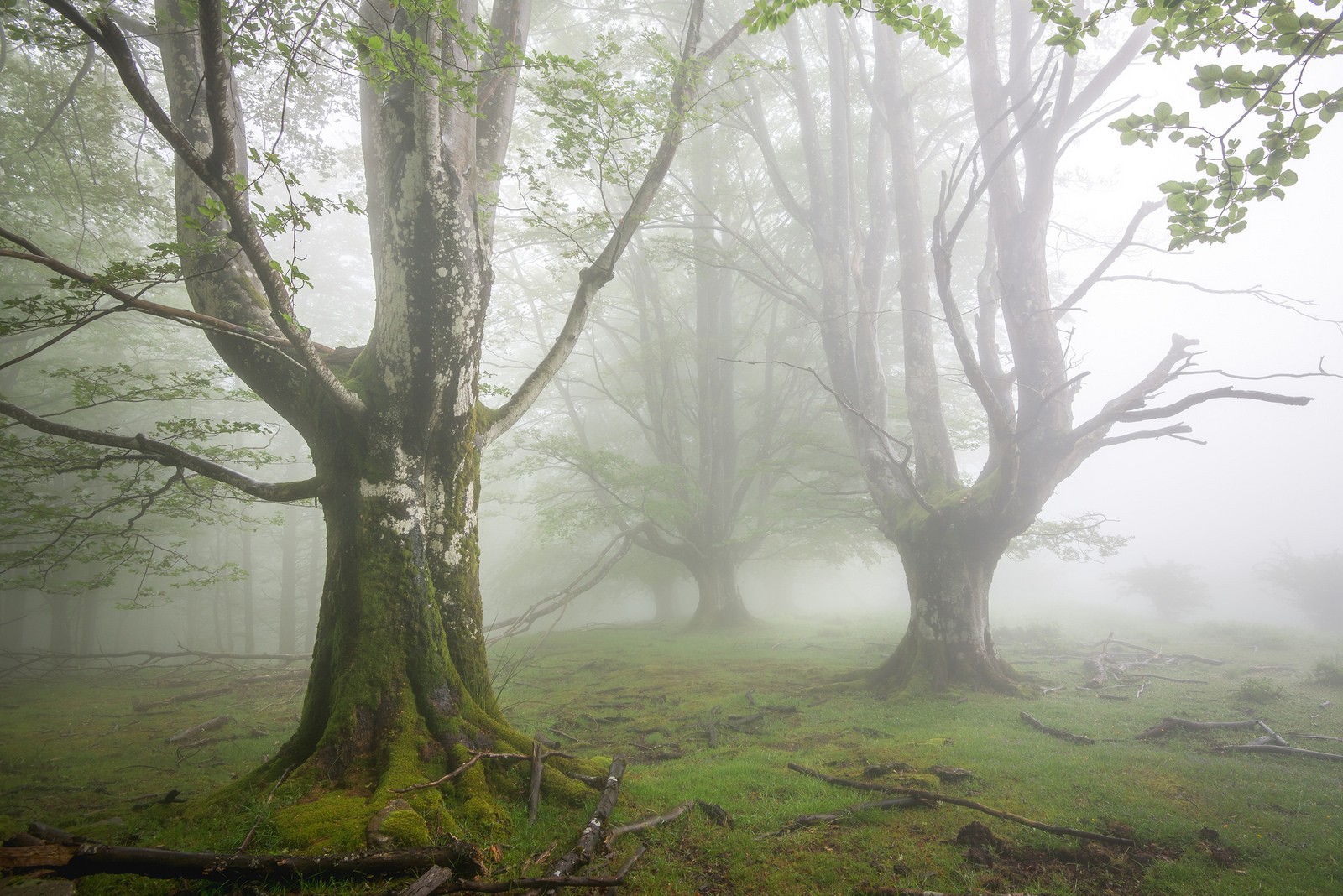 photography, Trees, Mist, Moss, Grass, Leaves Wallpaper