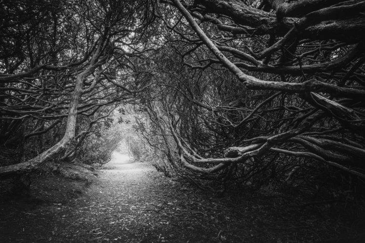 photography, Far view, Dead trees, Path, Nature, Leaves, Black, White HD Wallpaper Desktop Background