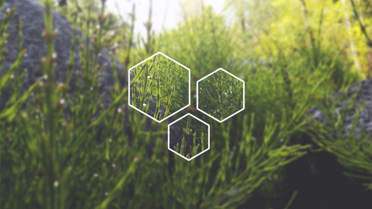 polyscape, Nature, Digital art, Plants HD Wallpaper Desktop Background