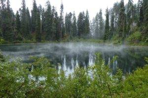 mist, Lake, Forest