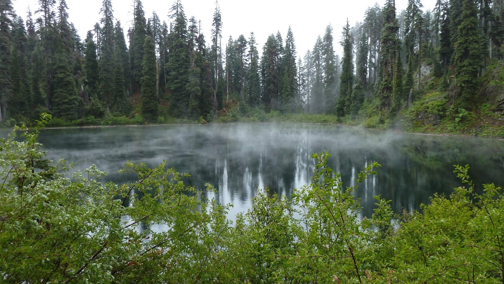 mist, Lake, Forest Wallpaper