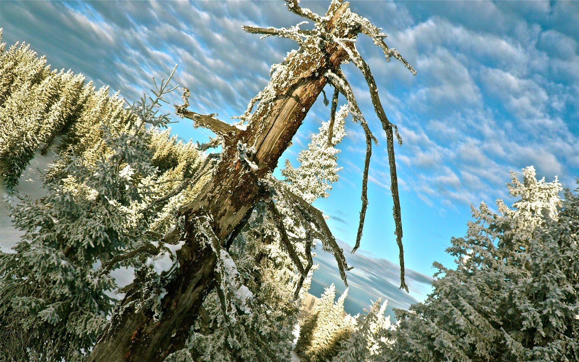 snow, Trees, Dead trees, Sky Wallpaper