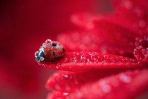 ladybugs, Nature, Flowers