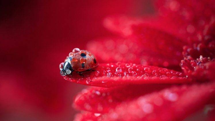 ladybugs, Nature, Flowers HD Wallpaper Desktop Background