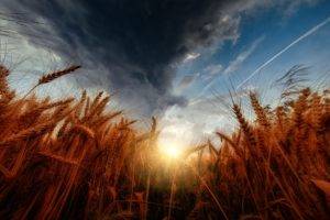 nature, Sky, Wheat, Storm, Sunset, Clouds, Colorful