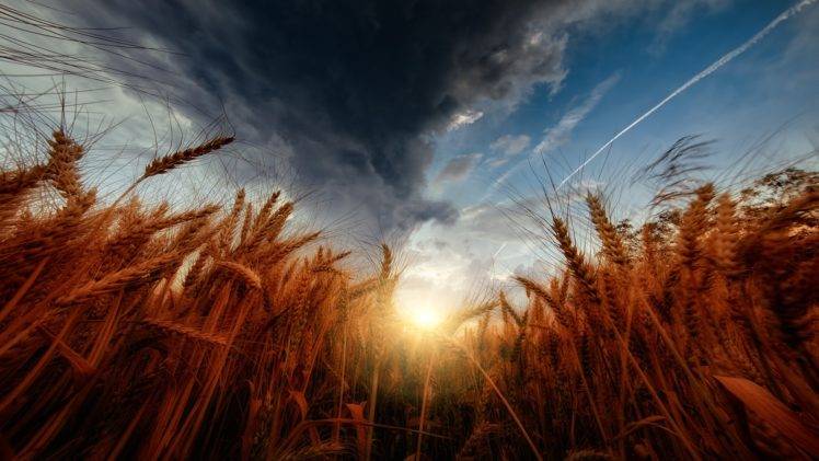 nature, Sky, Wheat, Storm, Sunset, Clouds, Colorful HD Wallpaper Desktop Background