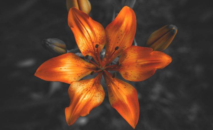flowers, Plants, Nature, Orange HD Wallpaper Desktop Background
