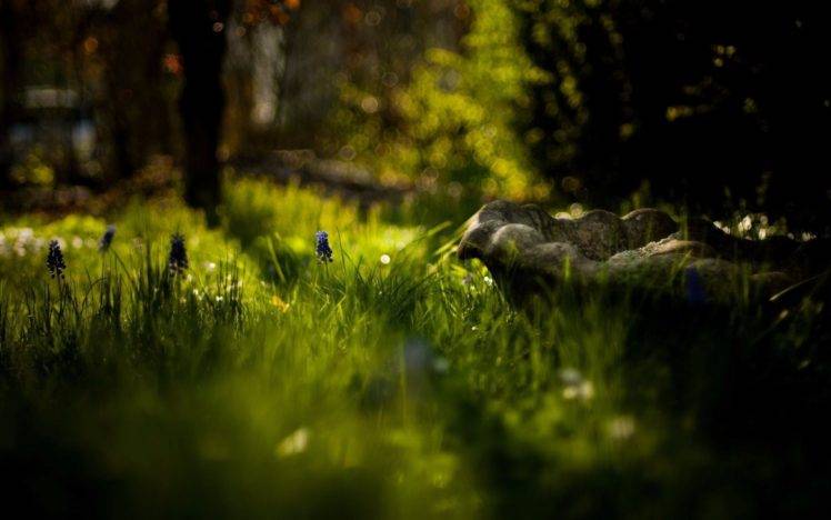 nature, Photography, Macro, Sunlight, Grass, Bokeh, Trees, Blue flowers HD Wallpaper Desktop Background