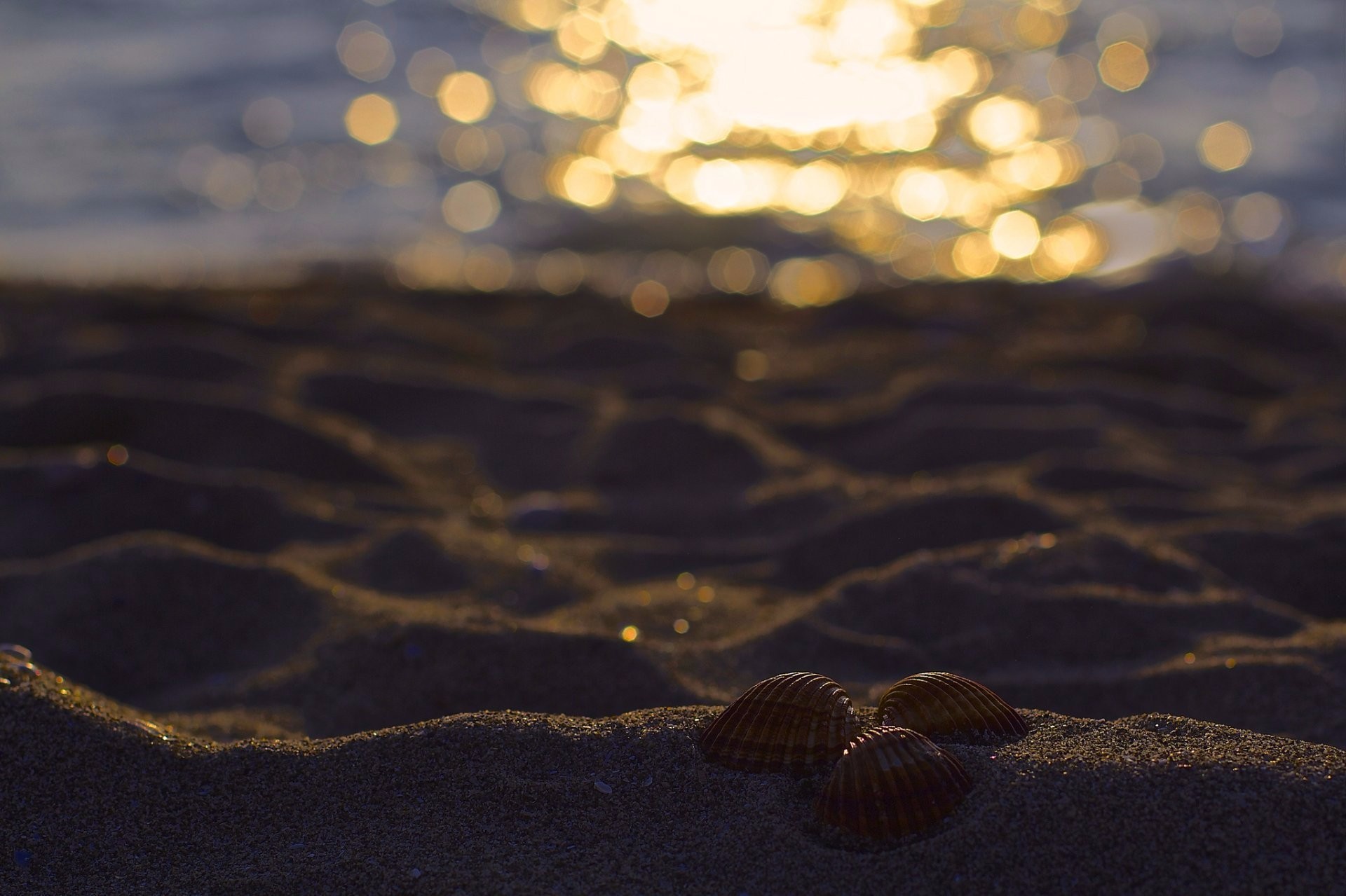 nature, Photography, Macro, Sunlight, Sand, Bokeh, Water, Seashell Wallpaper