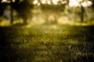 nature, Photography, Macro, Sunlight, Grass
