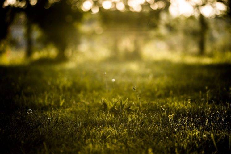 nature, Photography, Macro, Sunlight, Grass HD Wallpaper Desktop Background