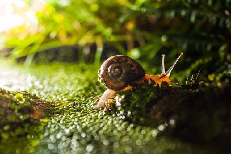 nature, Photography, Macro, Sunlight, Snail, Grass HD Wallpaper Desktop Background